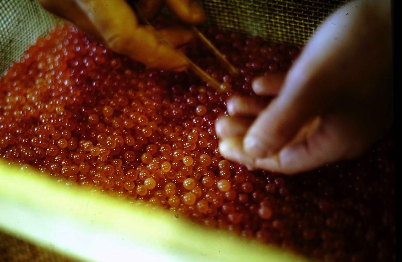 FOTO 4 RIO PESCADO.jpg